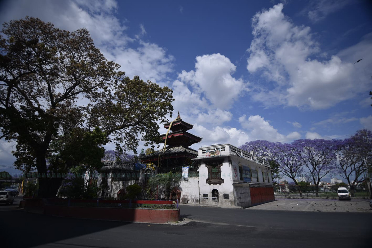 https://raracms.setopati.com/uploads/shares/2020/sujita/jacaranda/jacarranda (1).jpg